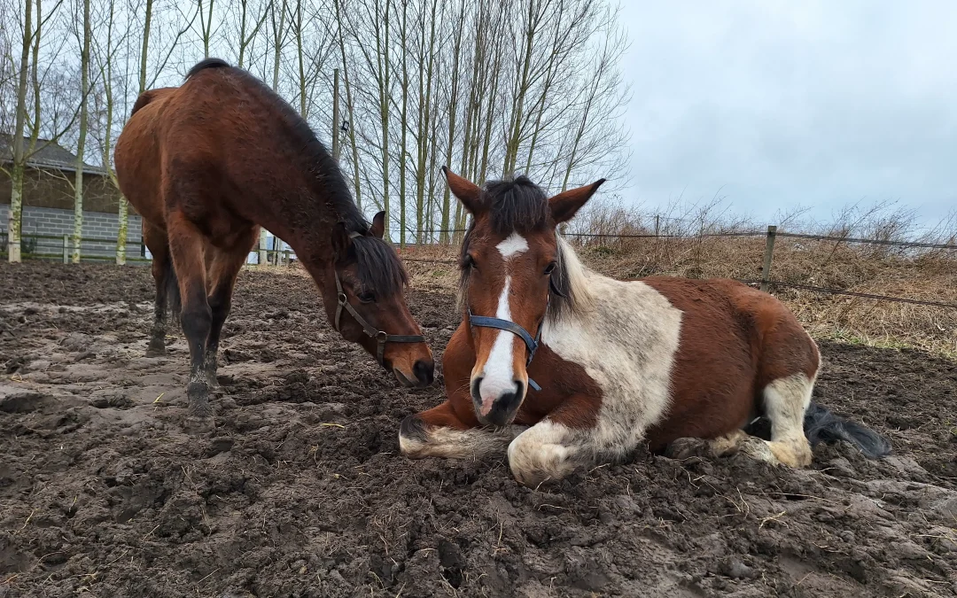 Témoignages Fleurs de Bach équines : Laurine, Justine et Clara partagent les bienfaits sur leur cheval