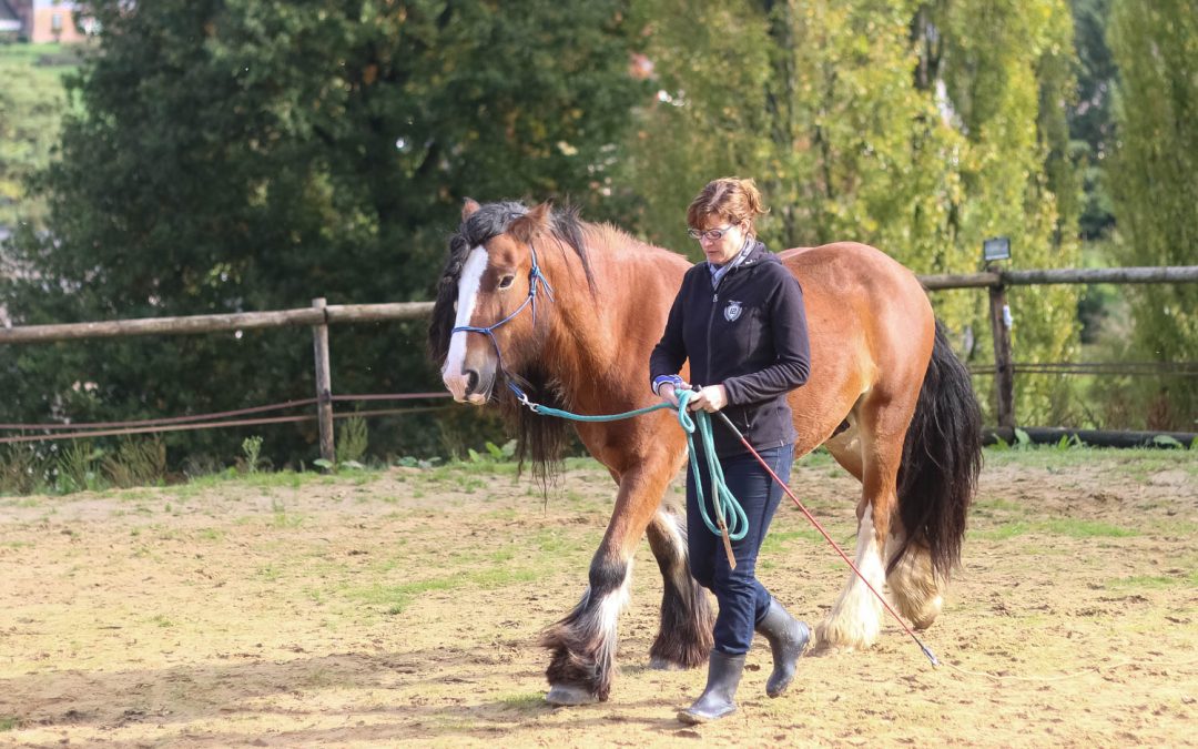 Equithérapeute en formation. Hélène DELEURENCE formée et certifiée par ELLIPSY